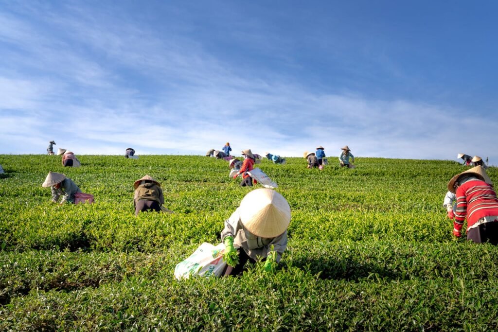 A group of farmers harvesting tea leaves in a verdant field under a clear blue sky.