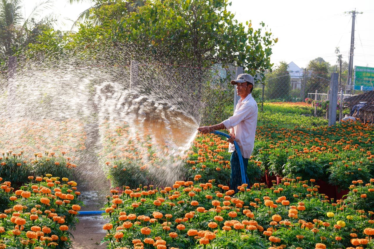 A gardener waters a lush field of bright marigold flowers under the morning sun, showcasing outdoor gardening beauty.