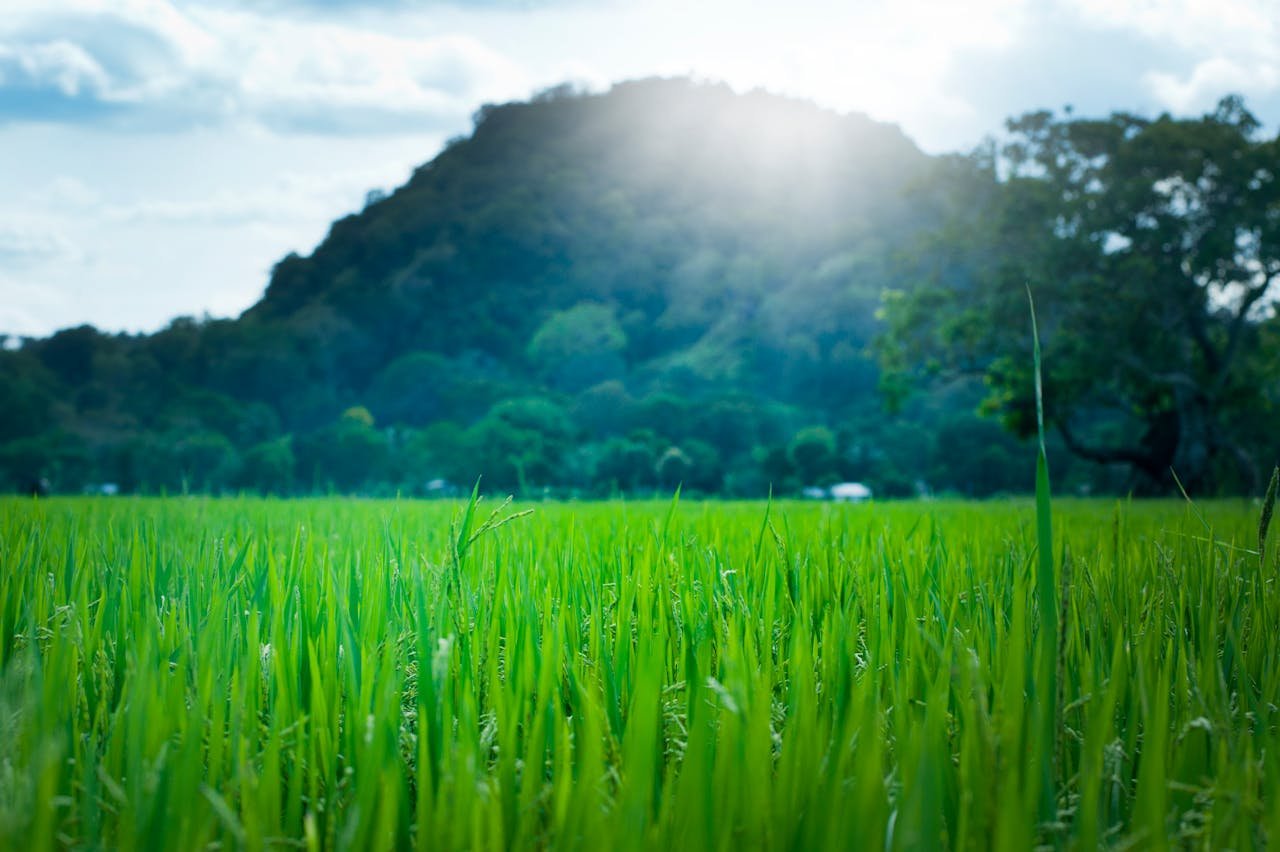 Lush green field with mountain backdrop in Ella, Sri Lanka, under bright summer sunlight.
